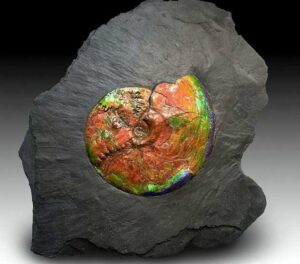Ammolite fossiel, Tiffany Ammolite fossiel, Ammolite Glass Art - Tiffany, glas in lood.