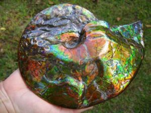 Ammolite gefossileerd, Tiffany Ammolite gefossileerd.