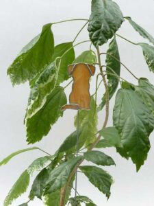 Hollandse-Smous - Tiffany Techniek Honden, Hollandse Smous van glas, Tiffany Techniek